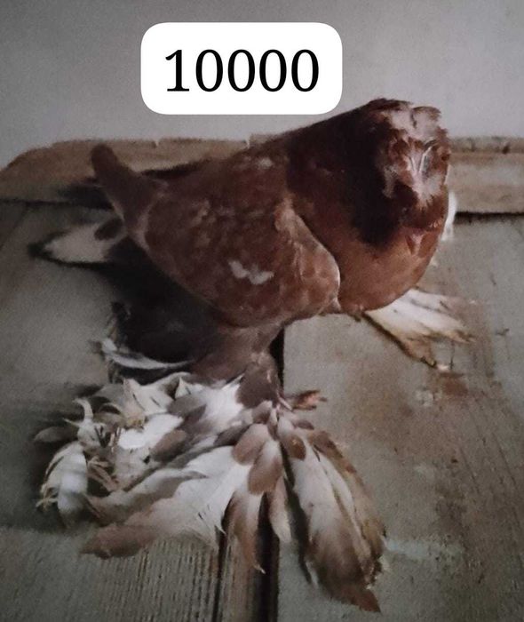 Продам голубей...