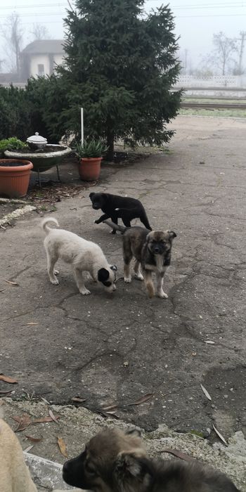 Donez  6 căței ,4 femele,2 masculi,varsta 3 luni