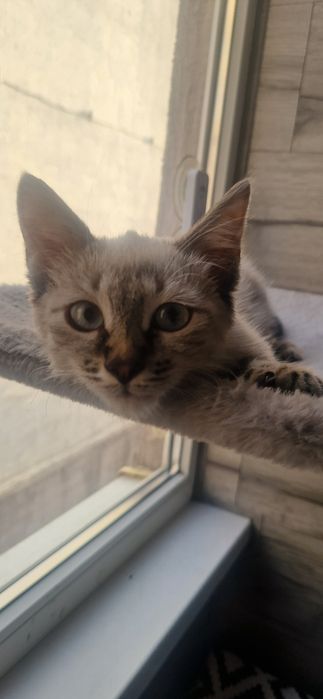 Котенок ищет любящий дом