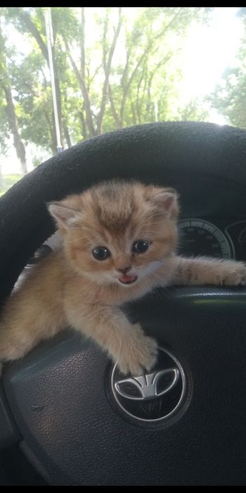 Продается котёнок