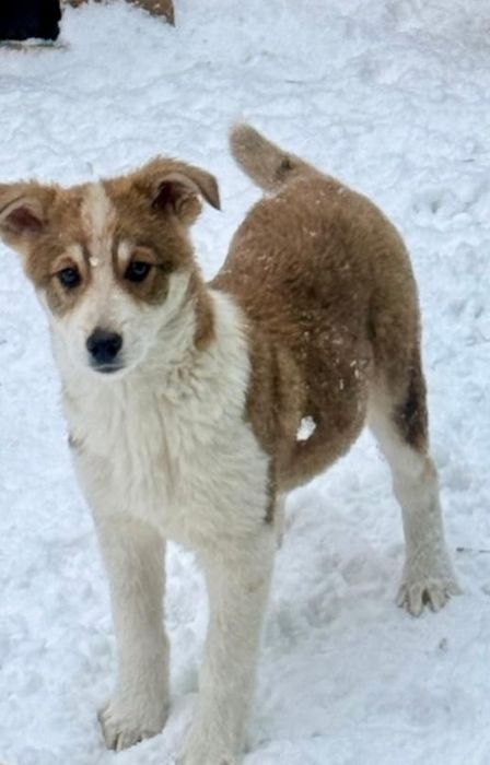 Отдам щенка 3 ,5 месяца