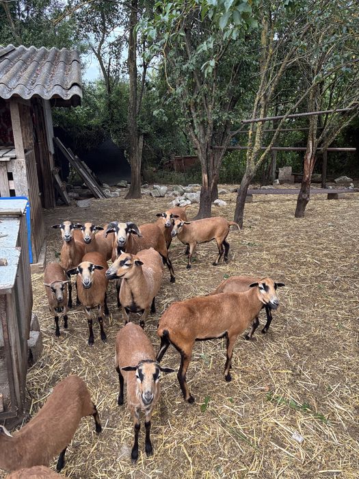 Vand Oi rasa Camerun