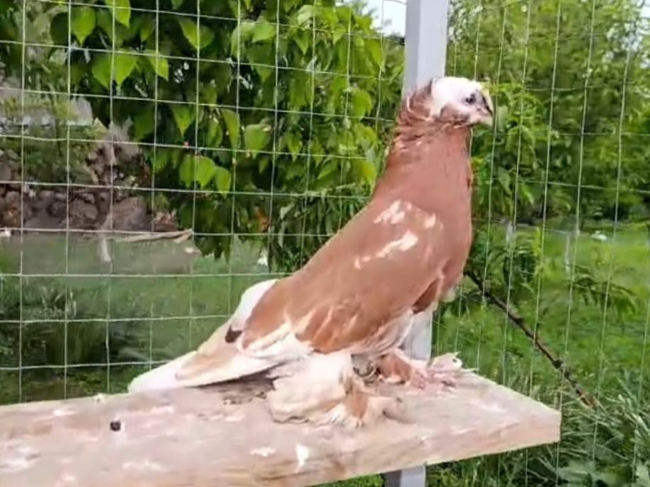 Голубка чинка полосатые пара