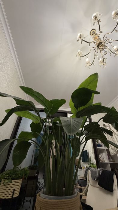 Стрелеция Николая