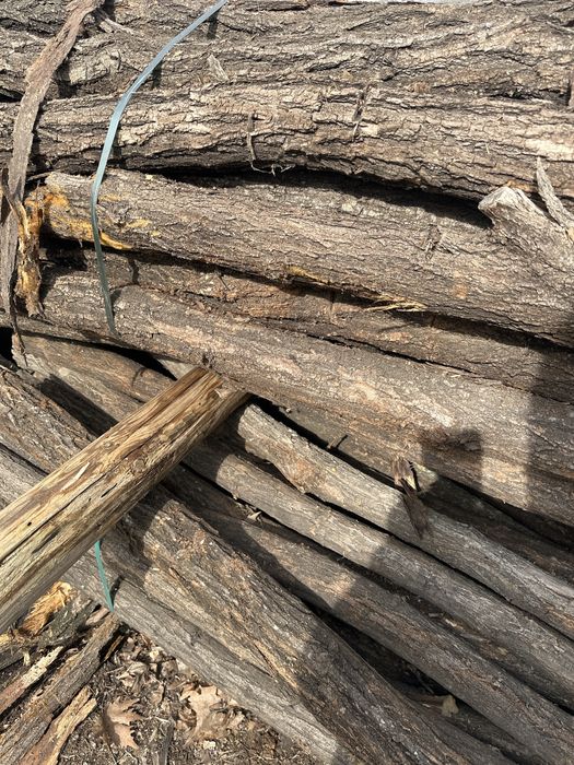 Колове (Акация колове)