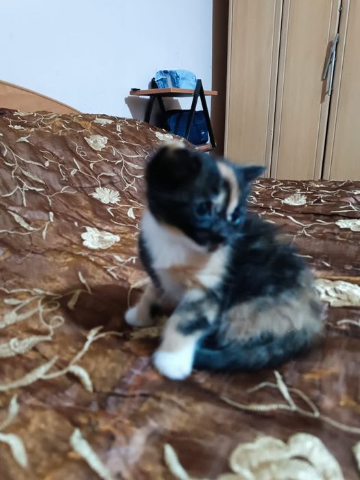 Котенок трехцветный