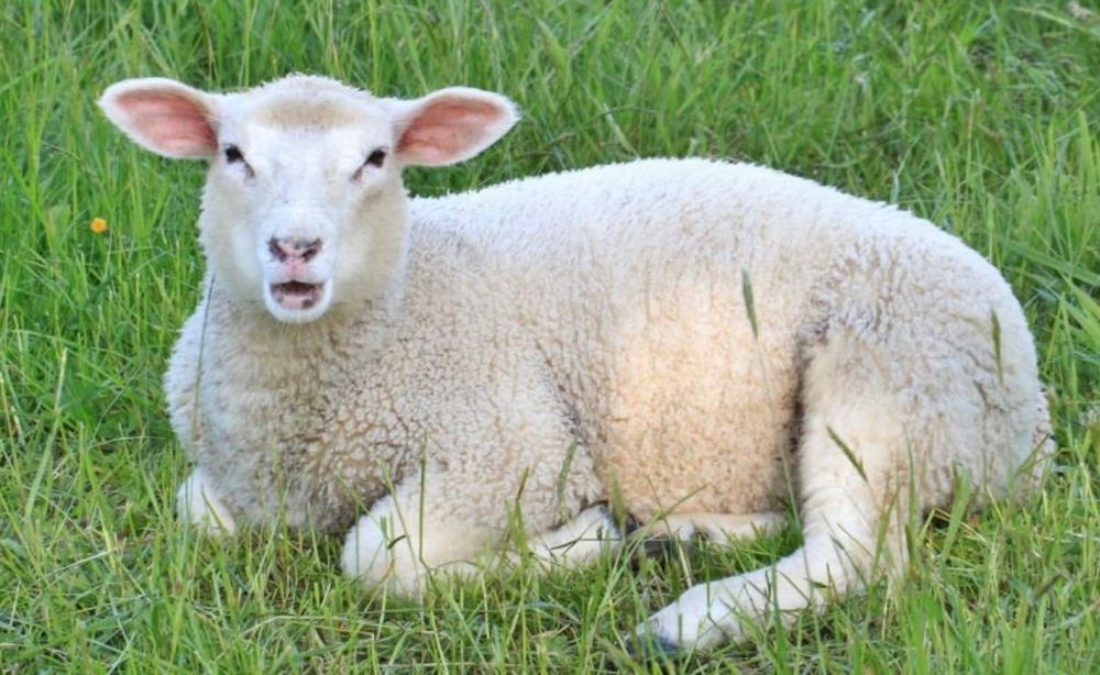 Продажба на домашни агнета от ферма