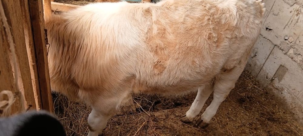 Еркек бұзау бычок