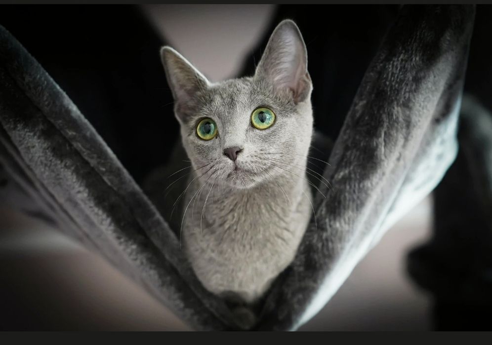 Кошечка Руско ГолУбаЯ 4 мес