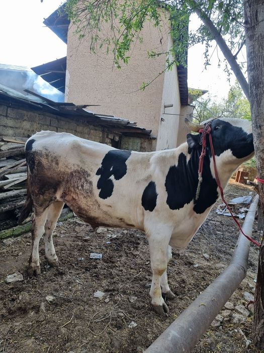 Toza Rossiya Buqa sotiladi