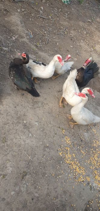 Vând rate mute, rățoi, 1 rata muta cu 15 boboci de 3 zile, cocoși iopani, porumbei