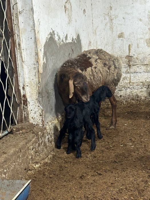 Ona bola egzak sotiladi