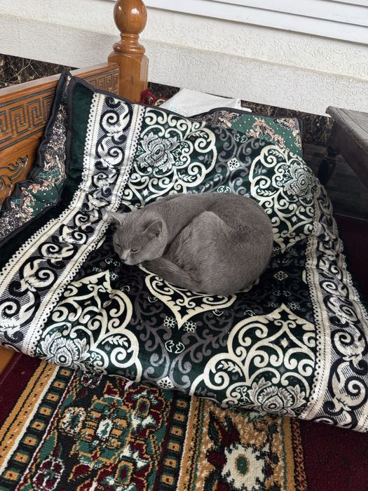 Mushuk sotiladi yuvosh aqilli