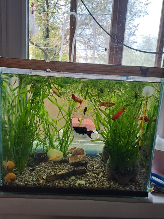 Продам аквариумных рыбок