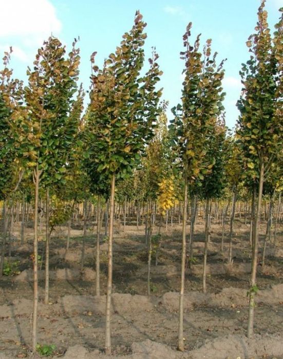 Plante ornamentale și exotice direct de la sursă – Arțar, Brad, Thuja,