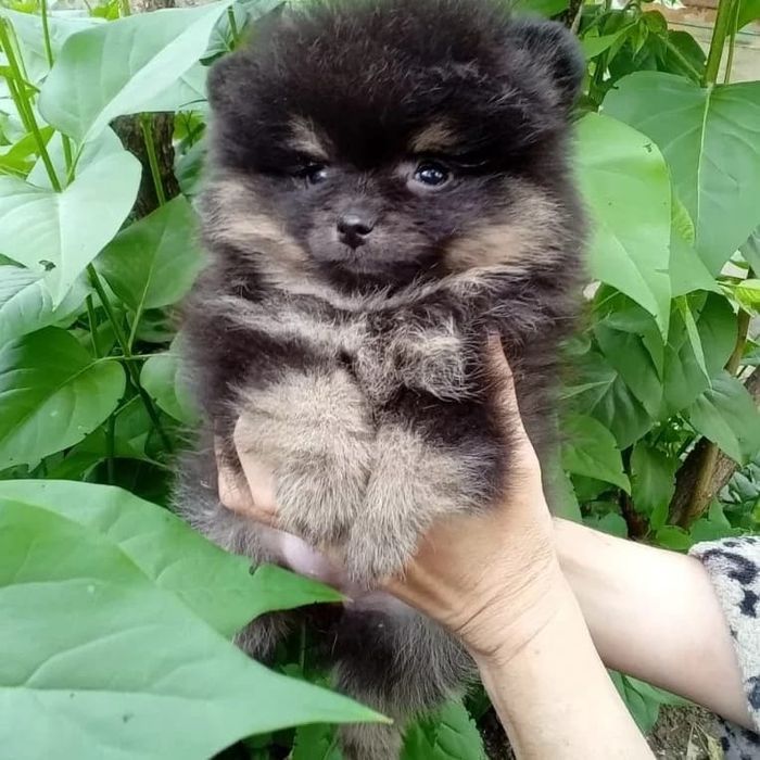 Померанский шпиц