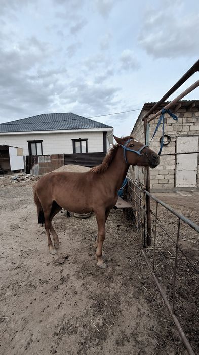 Құнажын сатылады