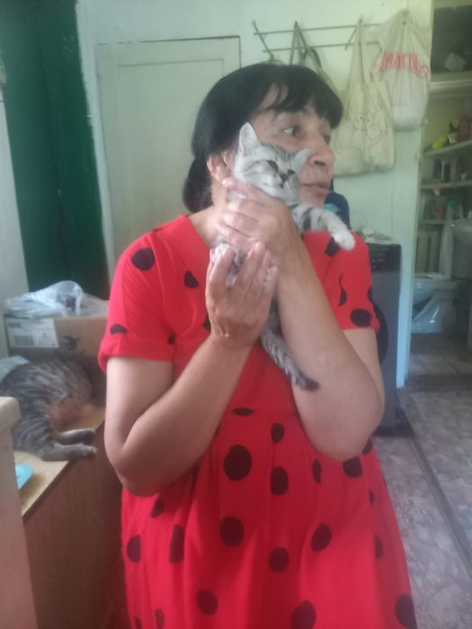 Домашние  животные