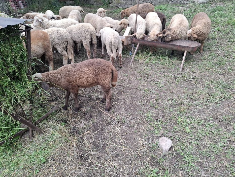 Berbecuți de la 15 kg la 30 kg în viu