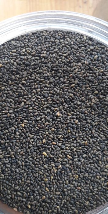 Продам семена эспарцет печаны ; семена люцерна Семиречье