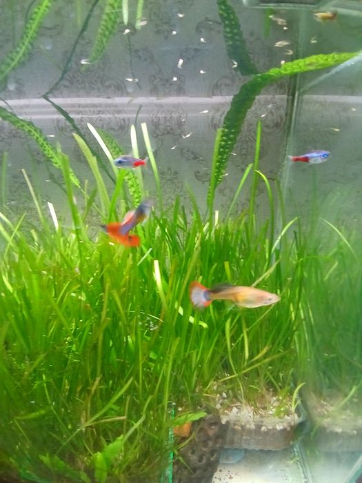 Продам мол/ых гуппи