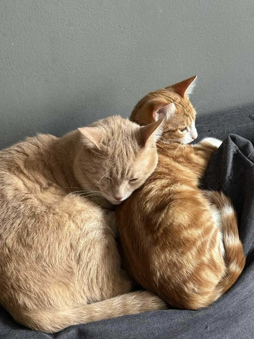 Женско Коте Родено на 01.07