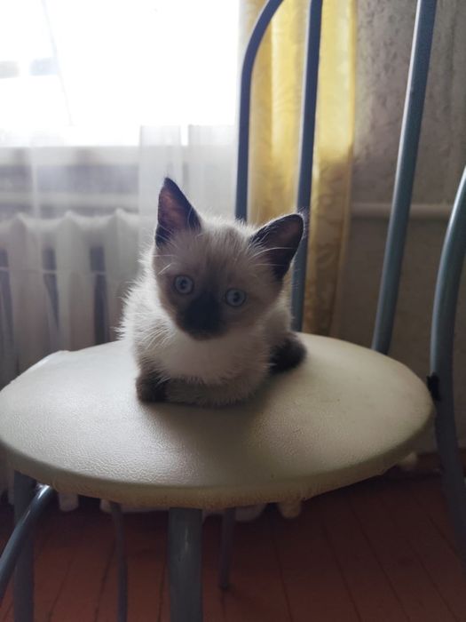 Подарю котенка в добрые руки