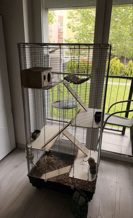 Vând veverițe Degu, împreună cu cușca și accesoriile
