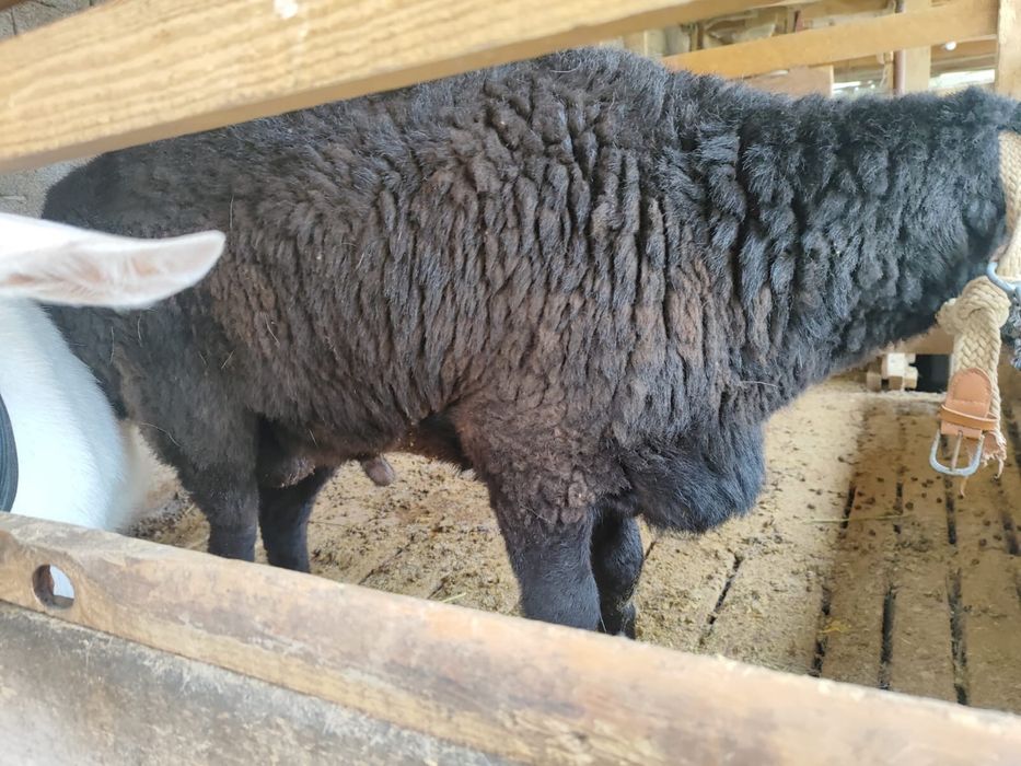 Семыз кошкар, суреттегы