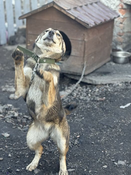 Щенки подростки