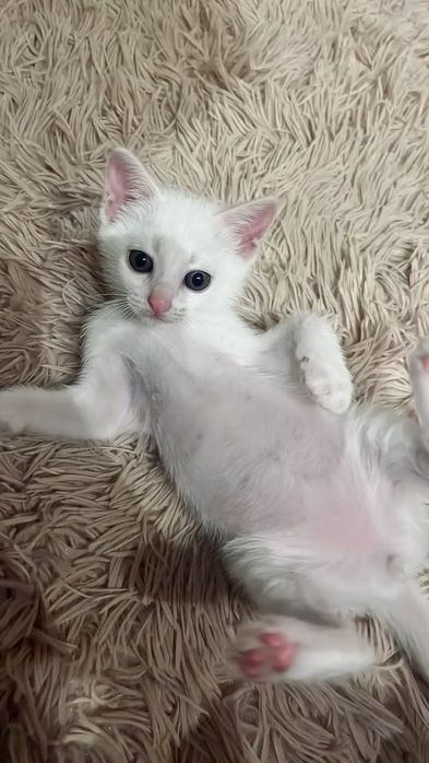 Кошка Турецкая ангора