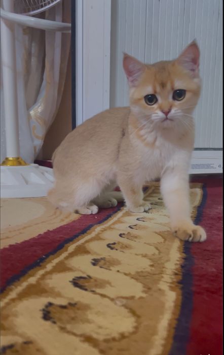 Mushuk sotiladi laqabi luiy