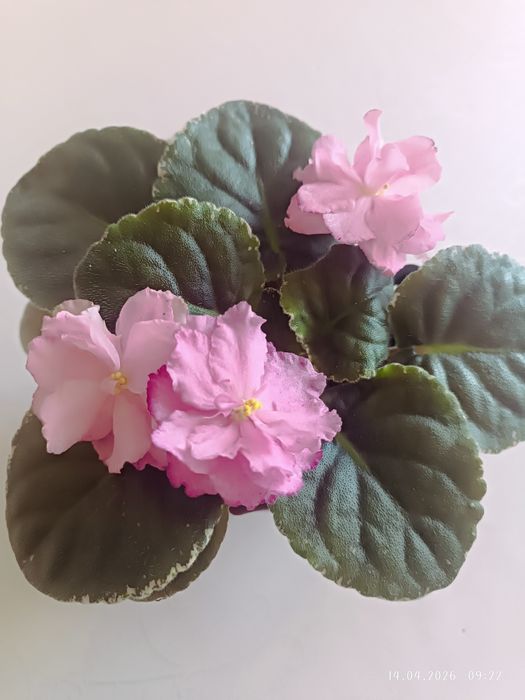 Фиалки, детки и листики