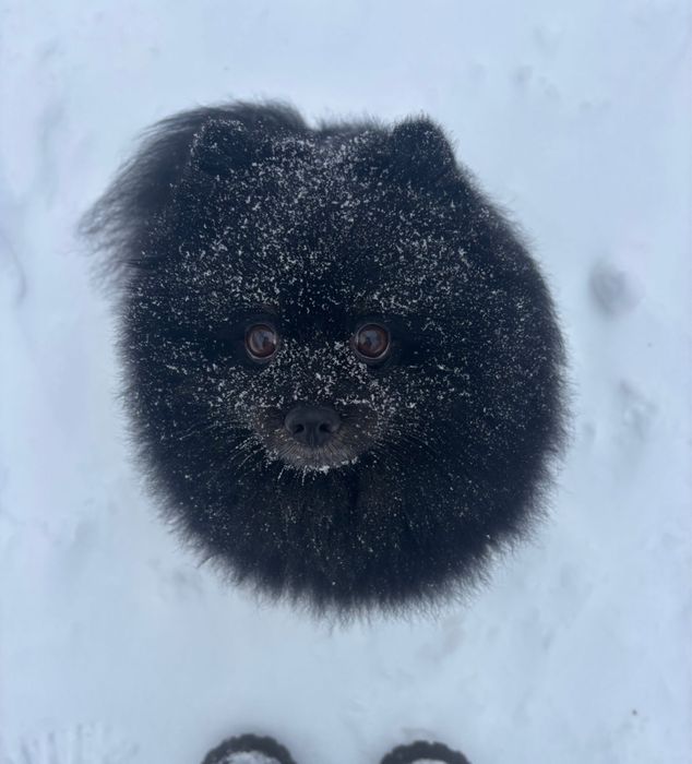 Шпиц мальчик ищет невесту