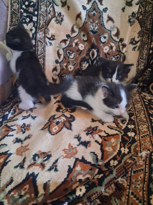 Отдам котят в добрые руки