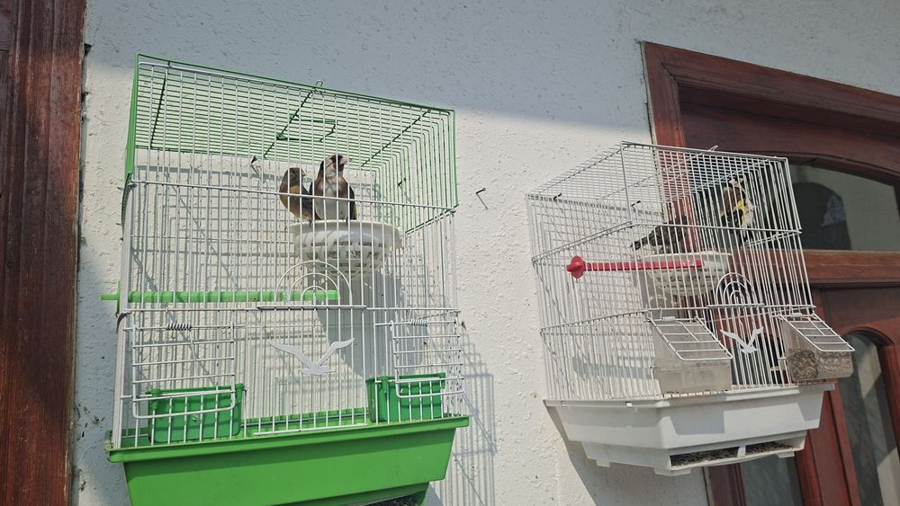 Сава ва конорека