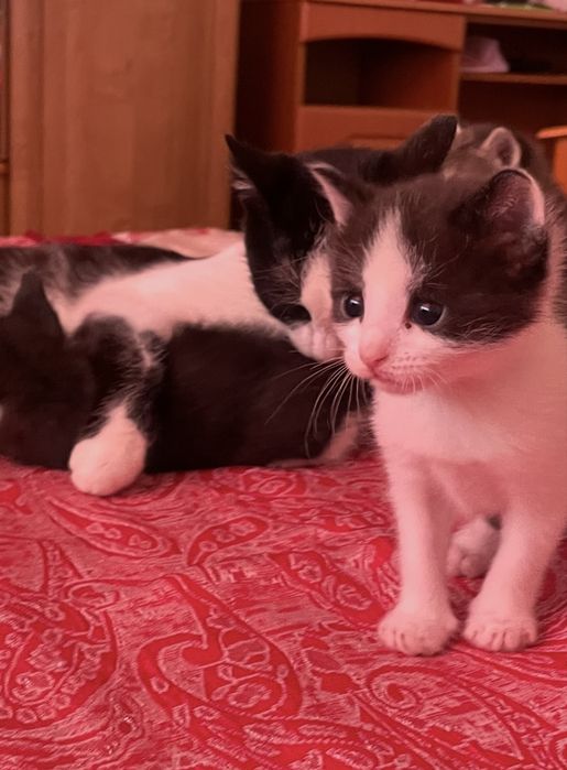 Отдам в добрые руки