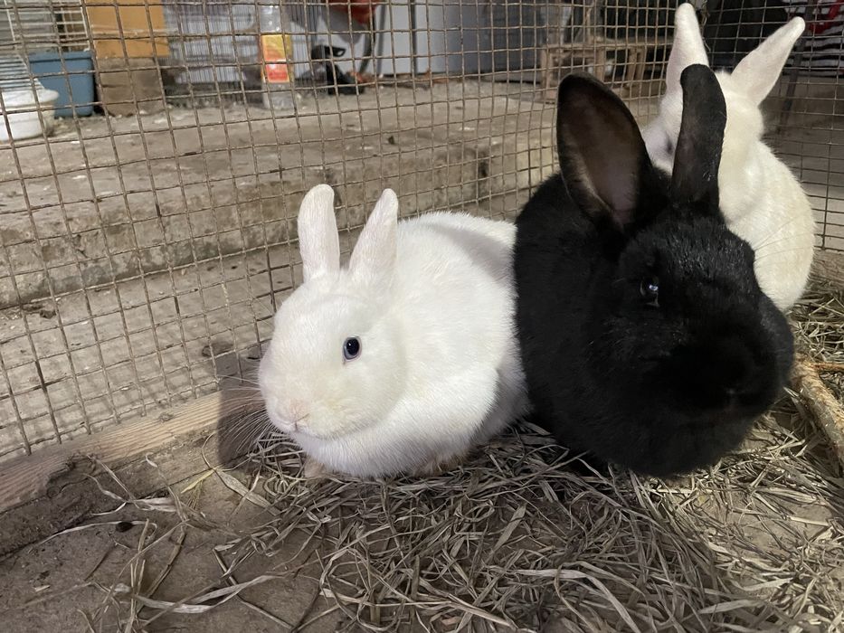 tozaa karlik quyonlari sotiladi