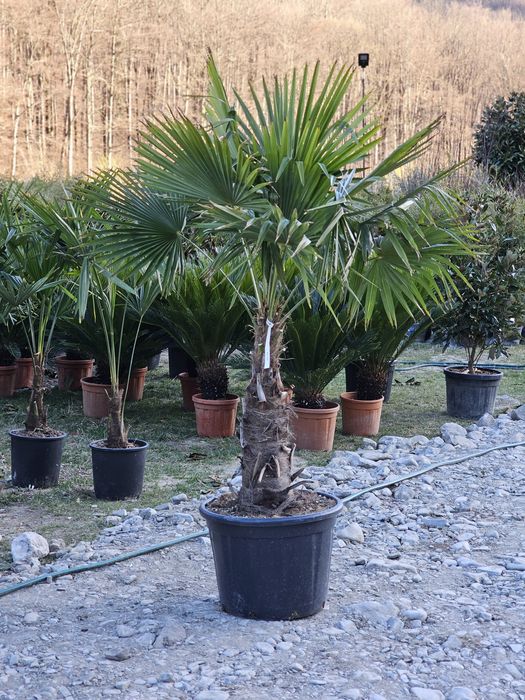 Palmieri • Maslini • yucca • leandrii • tuia • gard viu