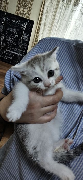 Отдам котят в добрые руки