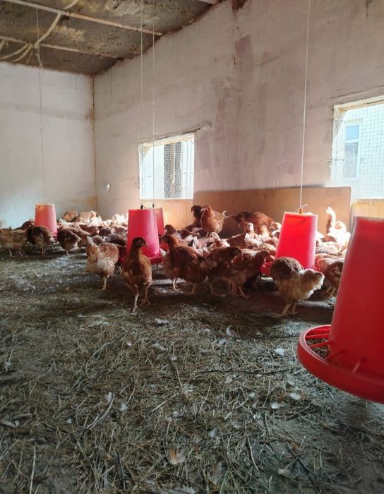 Ломан Браун тауыктары