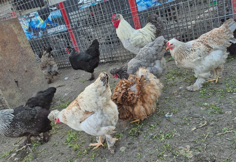 Ouă pentru incubat din rasa Australorp și moțate încălțate