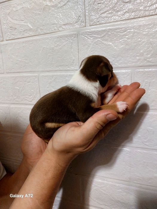 Щенки той терьера готовы к ПРОДАЖЕ