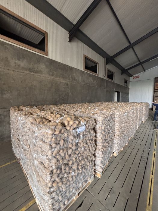 Cartofi Premium import Franta | Belgia | Olanda si Germania