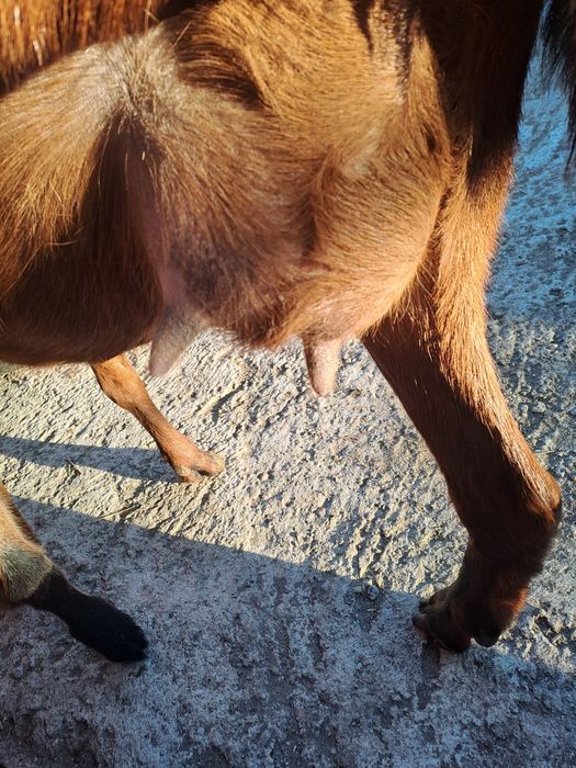 Vind capră metis angonumbian la prima fătare la doi ani e din capră bu