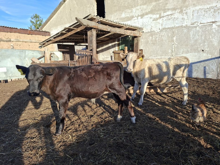 Продам крс. 2 бычка