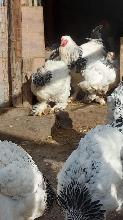 Ouă disponibile Găini de rasa