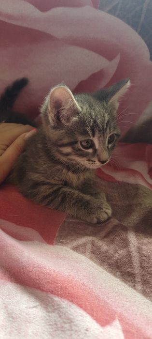 Отдам котенка,мальчик.