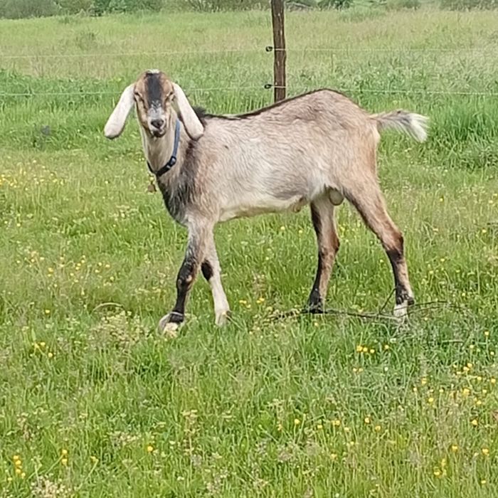 Vand capre de rasa