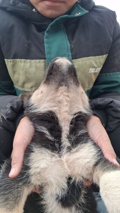 Қара күшік сатылады